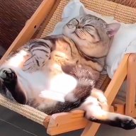 Gà mờ đường Hà Nội